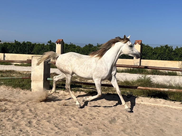 Arabiskt fullblod Sto 7 år 157 cm Grå in Guardamar del Segura