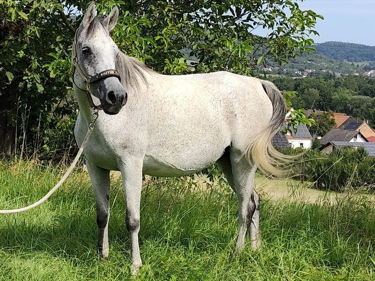 Arabiskt fullblod Sto 8 år 153 cm Grå in Gersheim