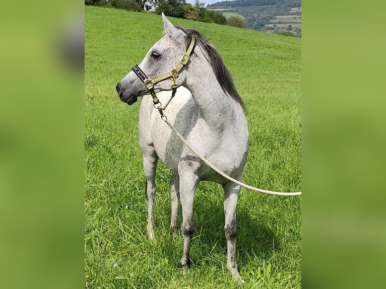 Arabiskt fullblod Sto 8 år 153 cm Grå in Gersheim