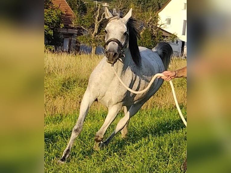 Arabiskt fullblod Sto 8 år 153 cm Grå in Gersheim