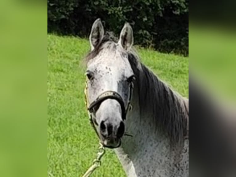 Arabiskt fullblod Sto 8 år 153 cm Grå in Gersheim