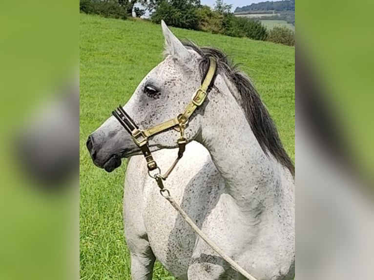 Arabiskt fullblod Sto 8 år 153 cm Grå in Gersheim