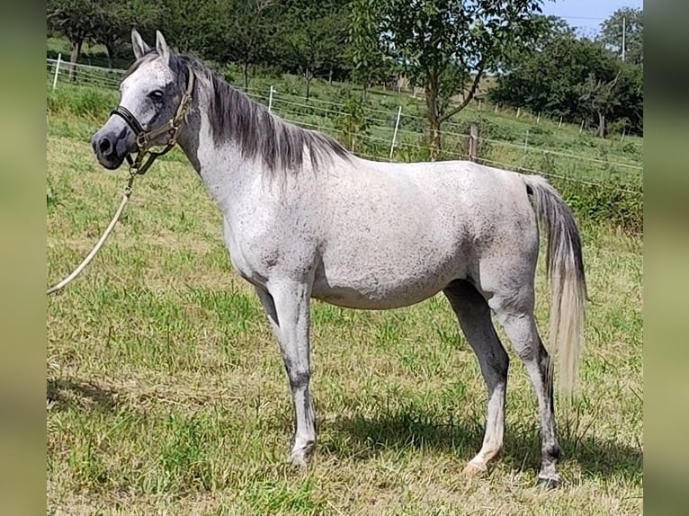 Arabiskt fullblod Sto 8 år 153 cm Grå in Gersheim