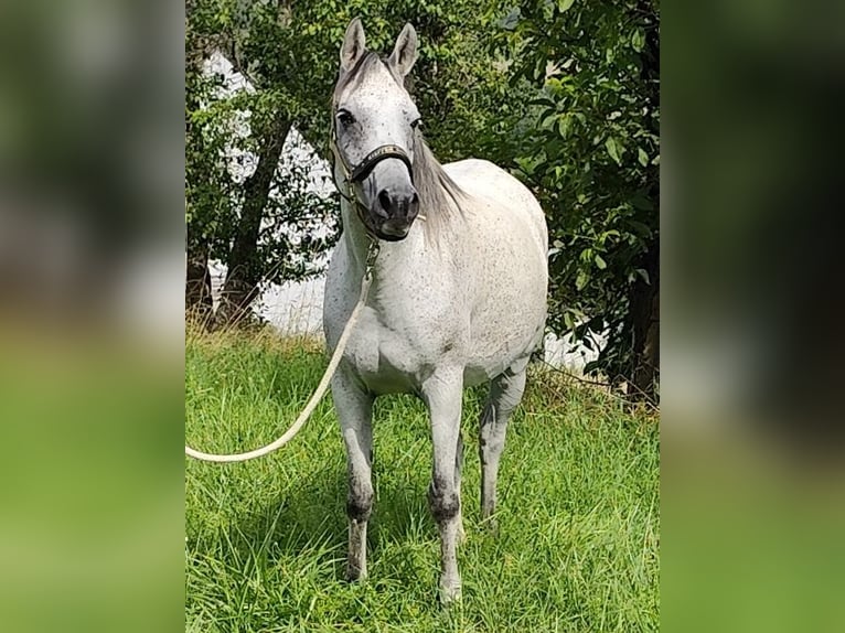 Arabiskt fullblod Sto 8 år 153 cm Grå in Gersheim