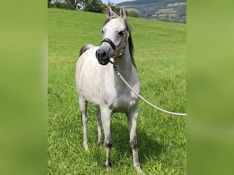 Arabiskt fullblod Sto 8 år 153 cm Grå in Gersheim