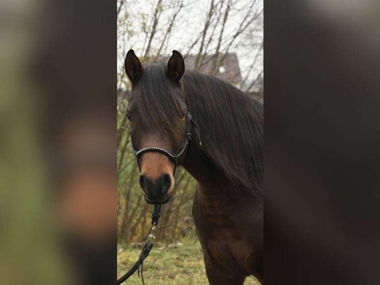 Arabiskt fullblod Sto 8 år 154 cm Brun in Münsterhausen