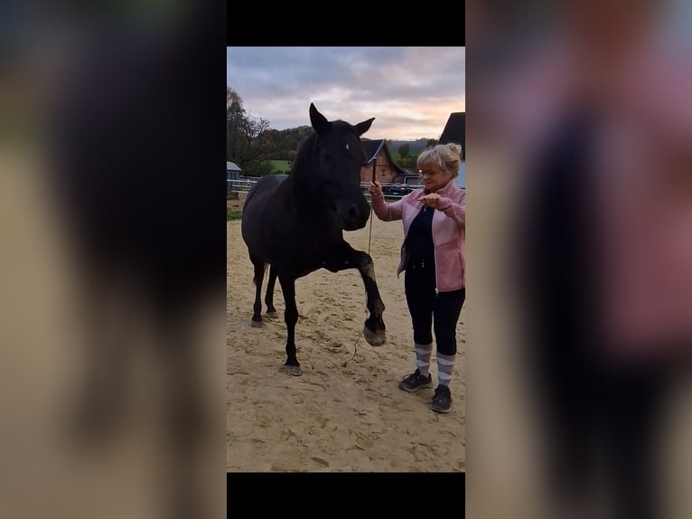 Arabiskt fullblod Sto 9 år 149 cm Rabicano in Detmold