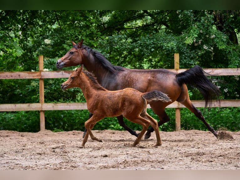 Arabiskt fullblod Sto Föl (04/2024) 154 cm Brun in Reichshof