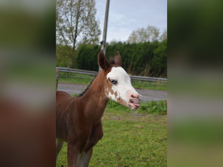 Arabiskt fullblod Sto Föl (04/2024) 155 cm Brun in Cucq