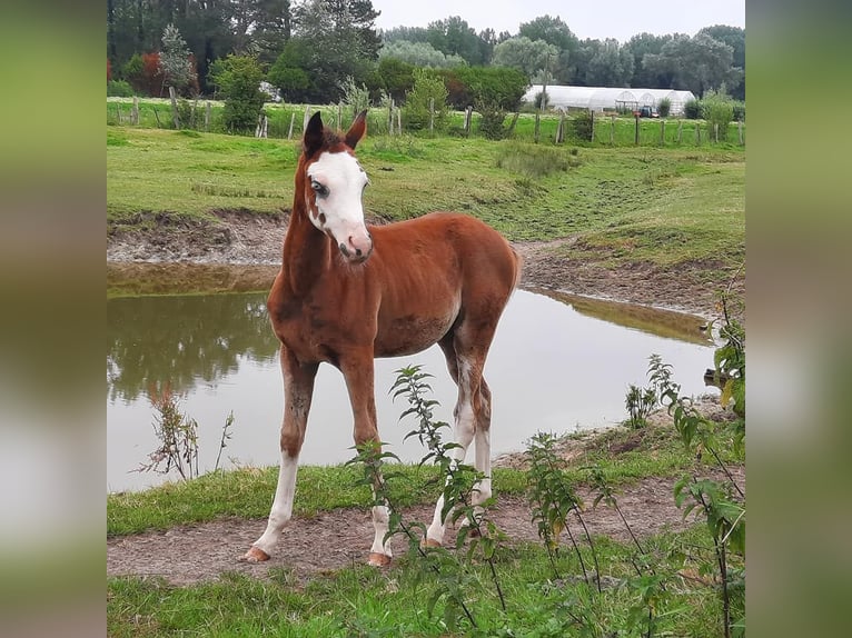 Arabiskt fullblod Sto Föl (04/2024) 155 cm Brun in Cucq