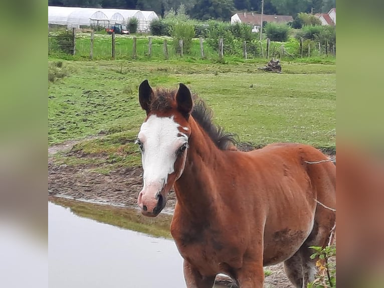 Arabiskt fullblod Sto Föl (04/2024) 155 cm Brun in Cucq