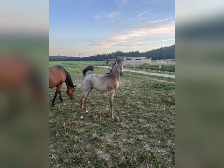 Arabiskt fullblod Sto Föl (06/2024) 156 cm Grå in Wain