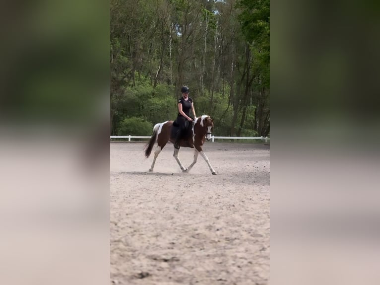 Arabiskt fullblod Blandning Valack 11 år 150 cm Pinto in Berlin