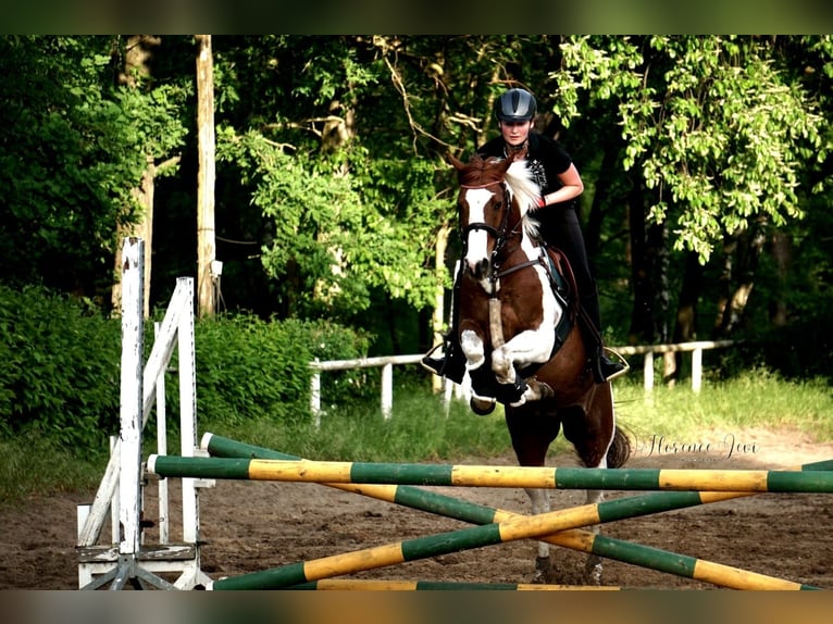 Arabiskt fullblod Blandning Valack 11 år 150 cm Pinto in Berlin