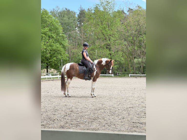 Arabiskt fullblod Blandning Valack 11 år 150 cm Pinto in Berlin