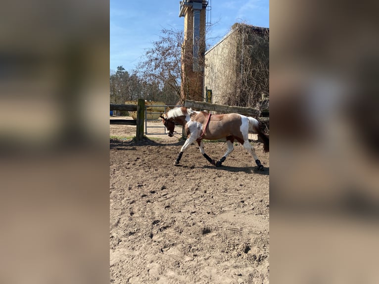 Arabiskt fullblod Blandning Valack 11 år 150 cm Pinto in Berlin