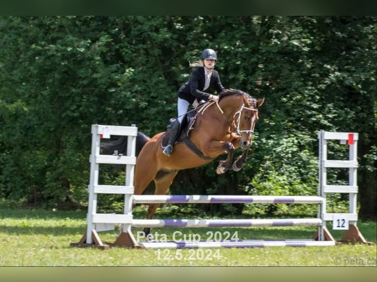 Arabiskt fullblod Valack 13 år 155 cm Brun in Tuchoraz