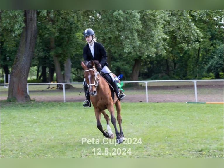 Arabiskt fullblod Valack 13 år 155 cm Brun in Tuchoraz