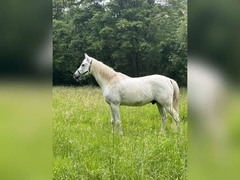 Arabiskt fullblod Valack 14 år 154 cm in Hilchenbach