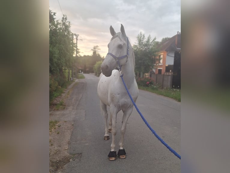 Arabiskt fullblod Valack 15 år 153 cm in La Couture