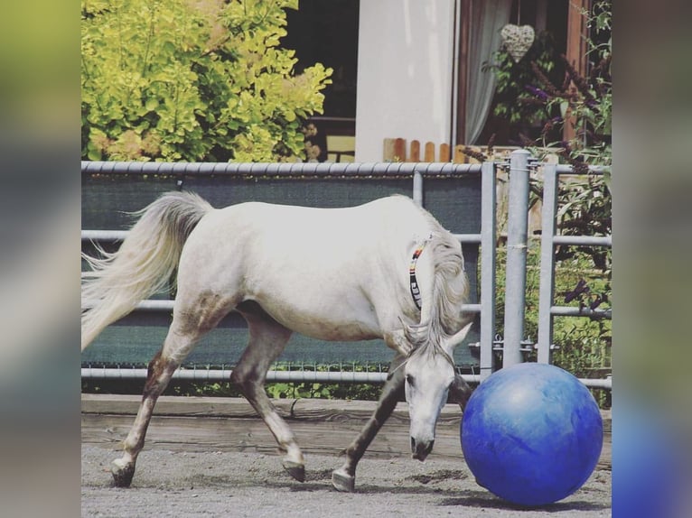 Arabiskt fullblod Valack 16 år 153 cm Grå in Friedrichshafen