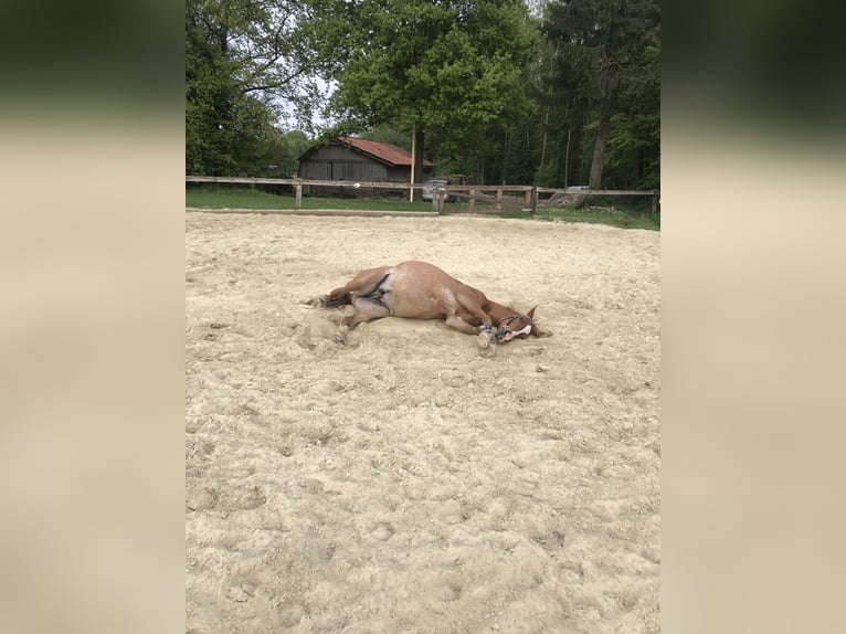 Arabiskt fullblod Valack 17 år 152 cm Rabicano in Nordholz