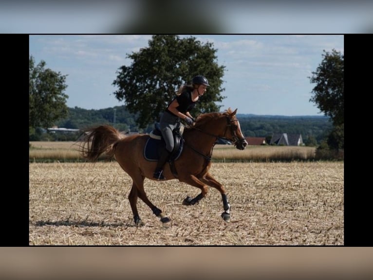 Arabiskt fullblod Valack 17 år 152 cm Rabicano in Nordholz