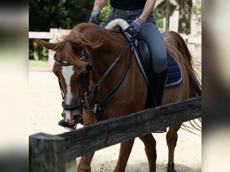 Arabiskt fullblod Valack 17 år 152 cm Rabicano in Nordholz