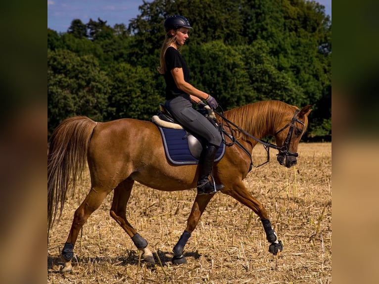 Arabiskt fullblod Valack 17 år 152 cm Rabicano in Nordholz