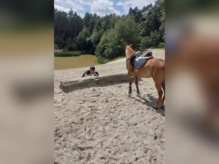 Arabiskt fullblod Valack 17 år 152 cm Rabicano in Nordholz