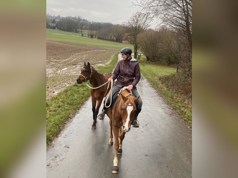 Arabiskt fullblod Valack 17 år 152 cm Rabicano in Nordholz