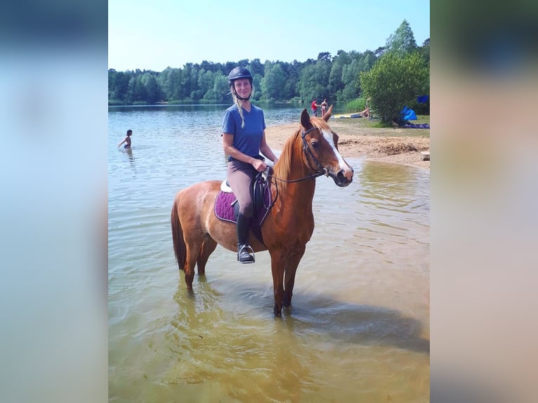 Arabiskt fullblod Valack 17 år 152 cm Rabicano in Nordholz