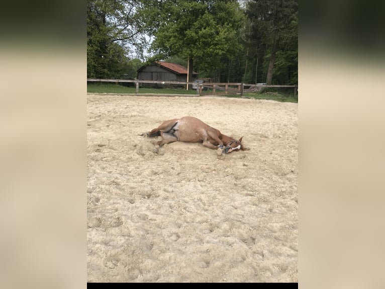 Arabiskt fullblod Valack 17 år 152 cm Rabicano in Nordholz