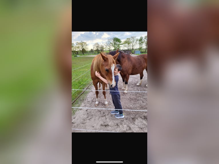 Arabiskt fullblod Valack 17 år 152 cm Rabicano in Nordholz