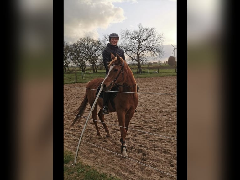 Arabiskt fullblod Valack 17 år 152 cm Rabicano in Nordholz