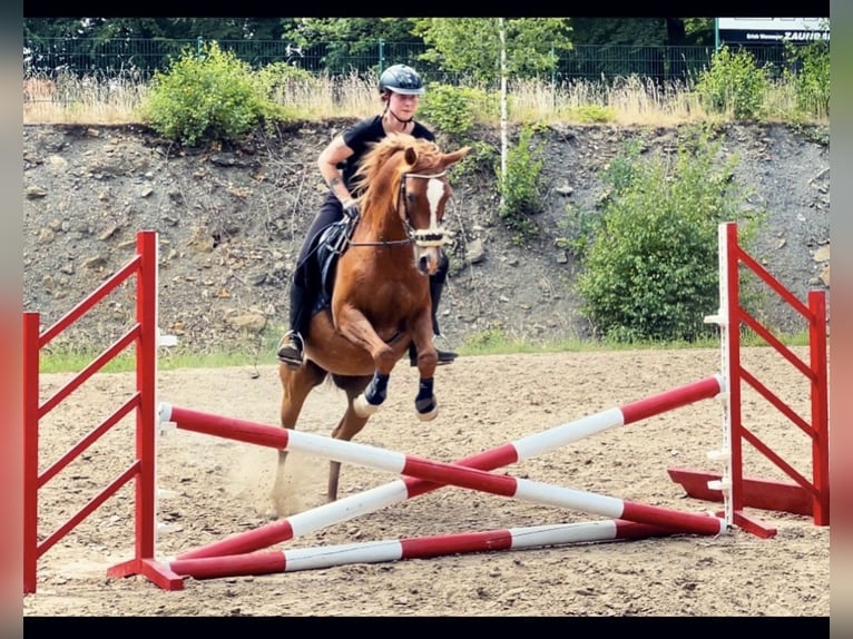 Arabiskt fullblod Valack 17 år 152 cm Rabicano in Nordholz