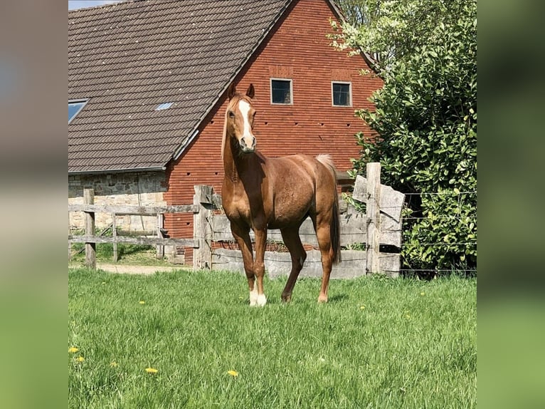 Arabiskt fullblod Valack 17 år 152 cm Rabicano in Nordholz