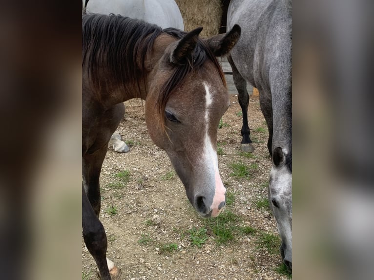 Arabiskt fullblod Valack 1 år 152 cm Kan vara vit in Reutlingen