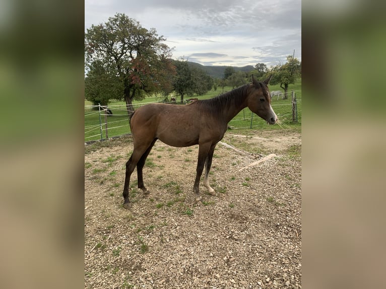 Arabiskt fullblod Valack 1 år 152 cm Kan vara vit in Reutlingen