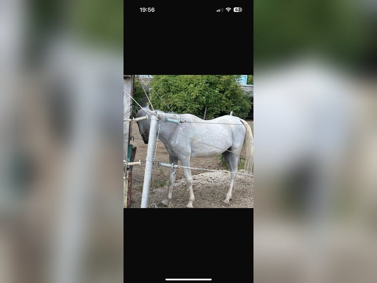 Arabiskt fullblod Valack 21 år 150 cm Grå-flugskimmel in Stockerau