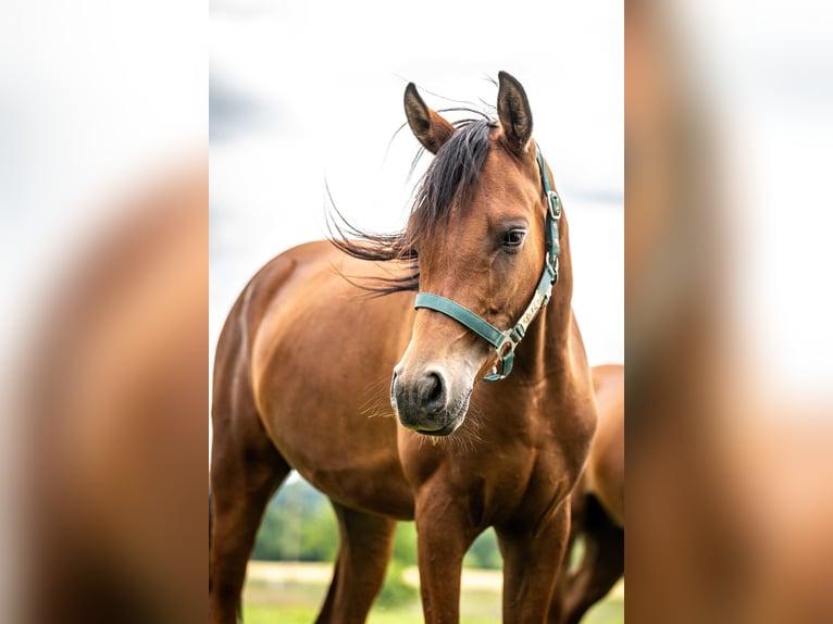 Arabiskt fullblod Valack 2 år 151 cm Brun in Herzberg am Harz