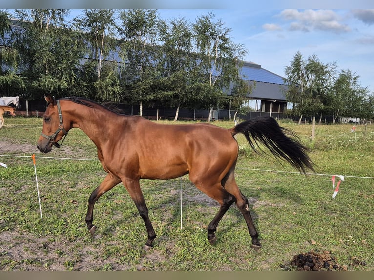 Arabiskt fullblod Valack 2 år 151 cm Ljusbrun in Nieuwlande