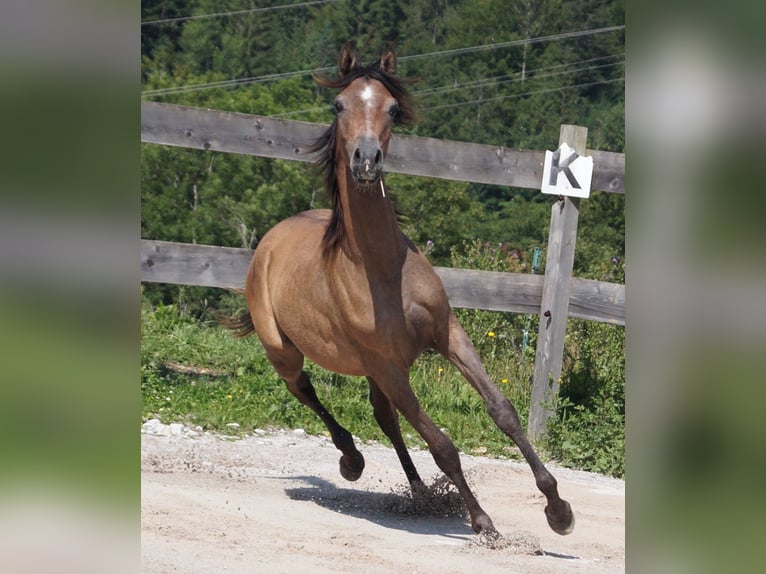 Arabiskt fullblod Valack 2 år 155 cm Braunfalbschimmel in Achenkirch