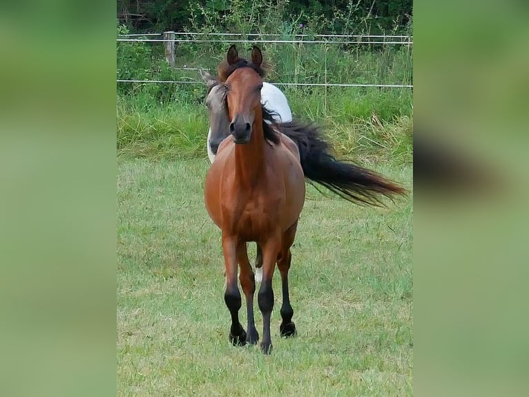 Arabiskt fullblod Valack 2 år 155 cm Brun in Soucirac