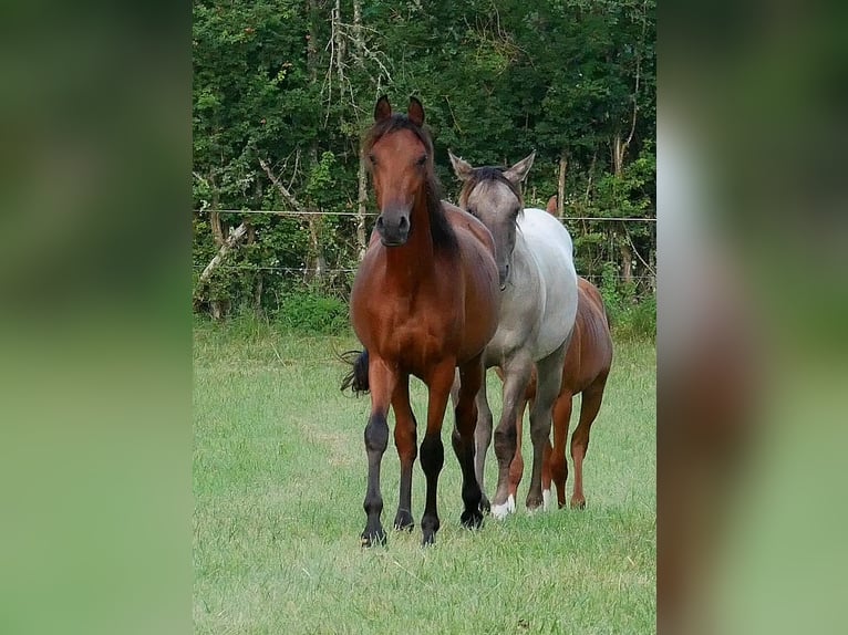 Arabiskt fullblod Valack 2 år 155 cm Brun in Soucirac