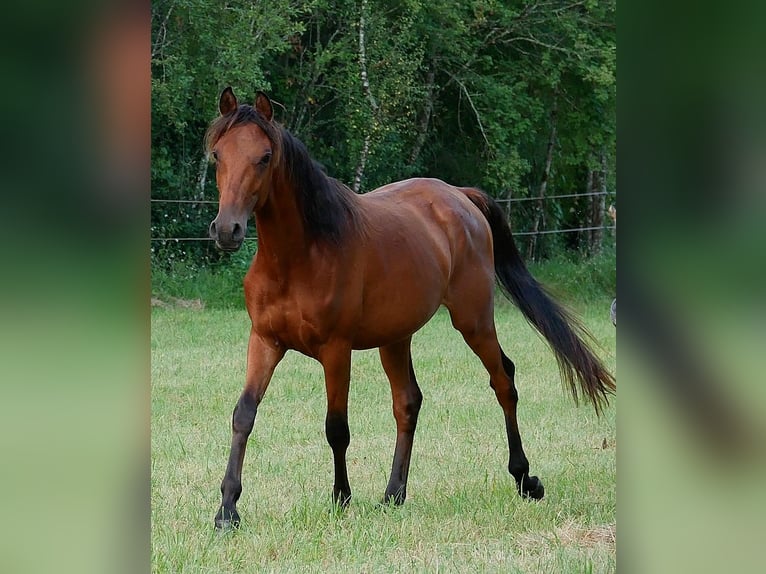 Arabiskt fullblod Valack 2 år 155 cm Brun in Soucirac