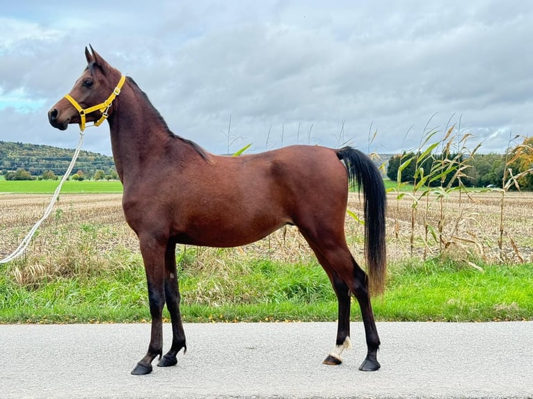 Arabiskt fullblod Valack 3 år 148 cm Brun in Riedlingen