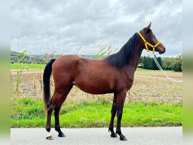 Arabiskt fullblod Valack 3 år 148 cm Brun in Riedlingen