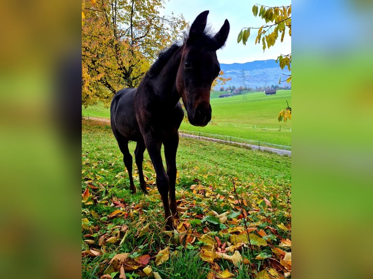 Arabiskt fullblod Valack 3 år 150 cm Grå in Giswil