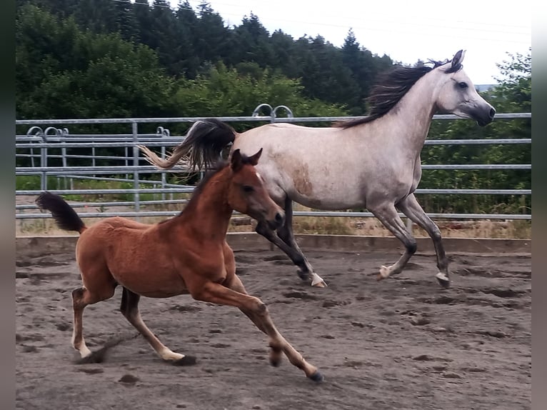 Arabiskt fullblod Valack 3 år 152 cm Grå in Prath